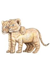 Afbeelding van Muursticker Leeuwtjes 70x50 cm